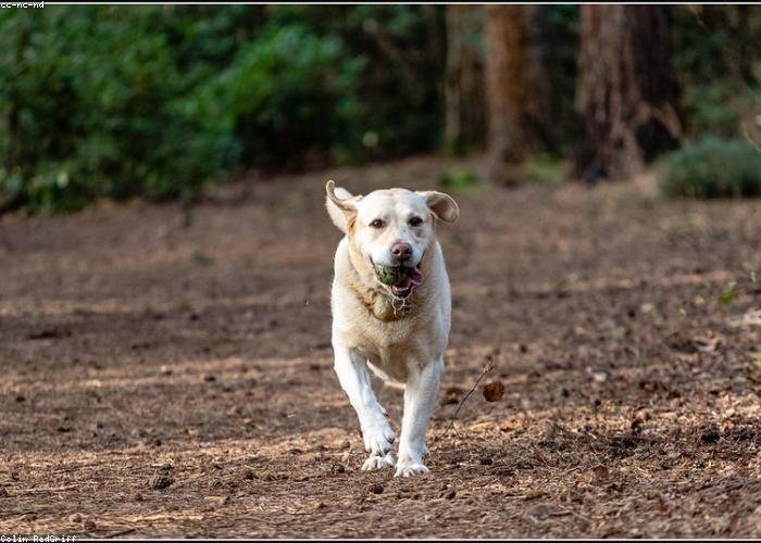 Happy pets cared for through Staunchify